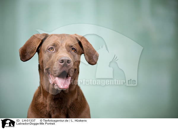 Labrador-Dogge-Mix Portrait / Labrador-Mastiff-Dog portrait / LH-01337