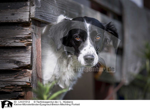 Kleiner-Mnsterlnder-Epagneul-Breton-Mischling Portrait / Small-Munsterlander-Epagneul-Breton-Mongrel Portrait / LH-01512