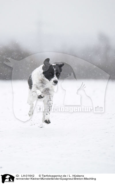 rennender Kleiner-Mnsterlnder-Epagneul-Breton-Mischling / running Small-Munsterlander-Epagneul-Breton-Mongrel / LH-01642