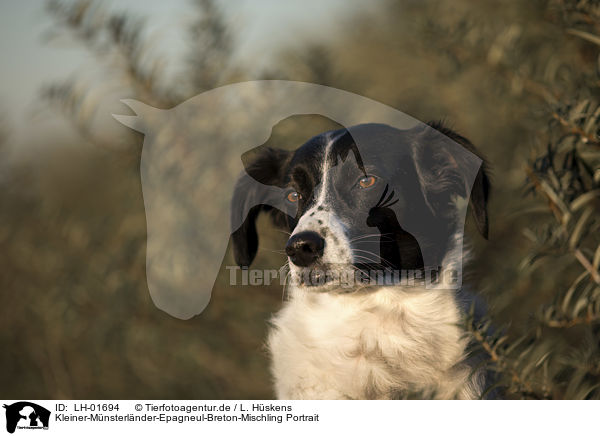 Kleiner-Mnsterlnder-Epagneul-Breton-Mischling Portrait / Small-Munsterlander-Epagneul-Breton-Mongrel Portrait / LH-01694