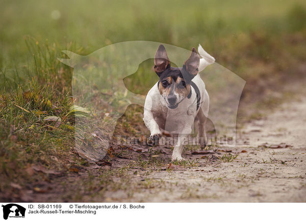 Jack-Russell-Terrier-Mischling / Jack-Russell-Terrier-Mongrel / SB-01169