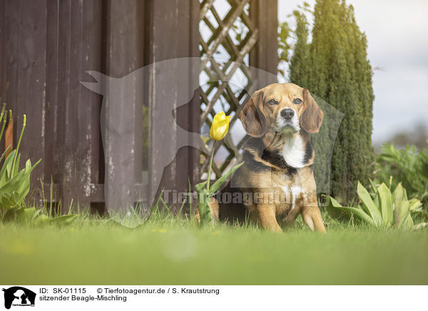 sitzender Beagle-Mischling / sitting Beagle-Mongrel / SK-01115