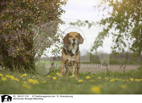 stehender Beagle-Mischling / standing Beagle-Mongrel / SK-01116