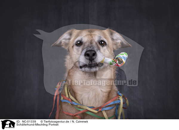 Schferhund-Mischling Portrait / NC-01339
