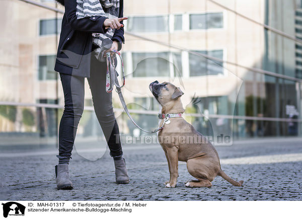 sitzender Amerikanische-Bulldogge-Mischling / sitting American-Bulldog-Mongrel / MAH-01317