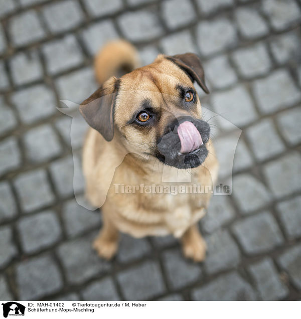 Schferhund-Mops-Mischling / Shepherd-Pug-Mongrel / MAH-01402