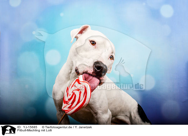 Pitbull-Mischling mit Lolli / Pitbull-Mongrel with lollipop / YJ-15685