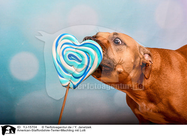 American-Staffordshire-Terrier-Mischling mit Lolli / American-Staffordshire-Terrier-Mongrel with lollipop / YJ-15704