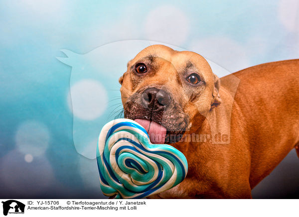 American-Staffordshire-Terrier-Mischling mit Lolli / American-Staffordshire-Terrier-Mongrel with lollipop / YJ-15706