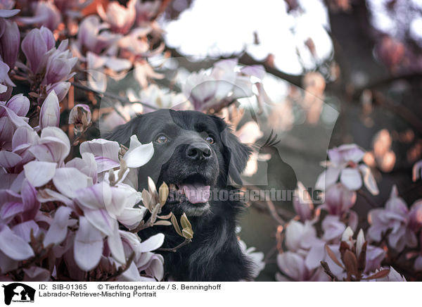 Labrador-Retriever-Mischling Portrait / Labrador-Retriever-Mongrel portrait / SIB-01365