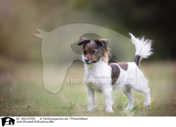 Jack-Russell-Chihuahua-Mix / Jack-Russell-Chihuahua-Mongrel / BS-07595