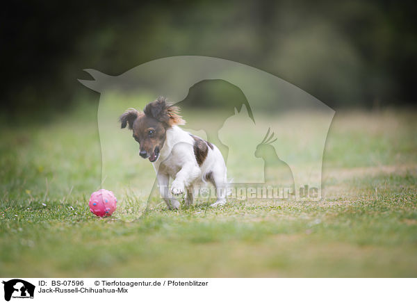 Jack-Russell-Chihuahua-Mix / Jack-Russell-Chihuahua-Mongrel / BS-07596