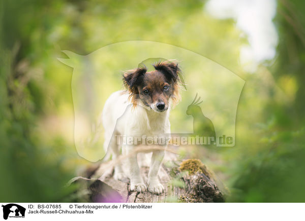 Jack-Russell-Chihuahua-Mix / Jack-Russell-Chihuahua-Mongrel / BS-07685