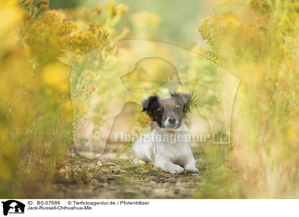 Jack-Russell-Chihuahua-Mix / Jack-Russell-Chihuahua-Mongrel / BS-07686