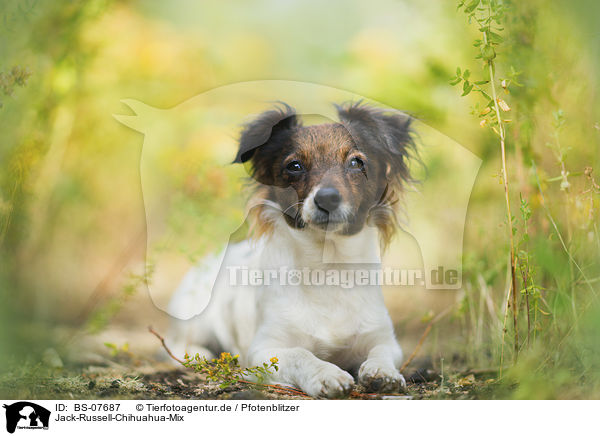 Jack-Russell-Chihuahua-Mix / Jack-Russell-Chihuahua-Mongrel / BS-07687