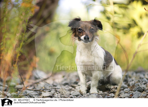 Jack-Russell-Chihuahua-Mix / Jack-Russell-Chihuahua-Mongrel / BS-07691