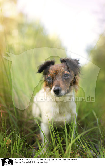 Jack-Russell-Chihuahua-Mix / Jack-Russell-Chihuahua-Mongrel / BS-07693