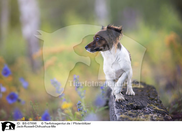 Jack-Russell-Chihuahua-Mix / Jack-Russell-Chihuahua-Mongrel / BS-07696