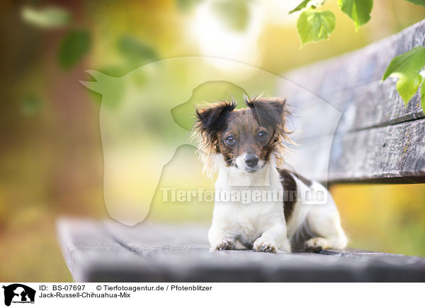 Jack-Russell-Chihuahua-Mix / Jack-Russell-Chihuahua-Mongrel / BS-07697
