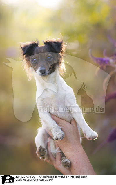 Jack-Russell-Chihuahua-Mix / Jack-Russell-Chihuahua-Mongrel / BS-07699