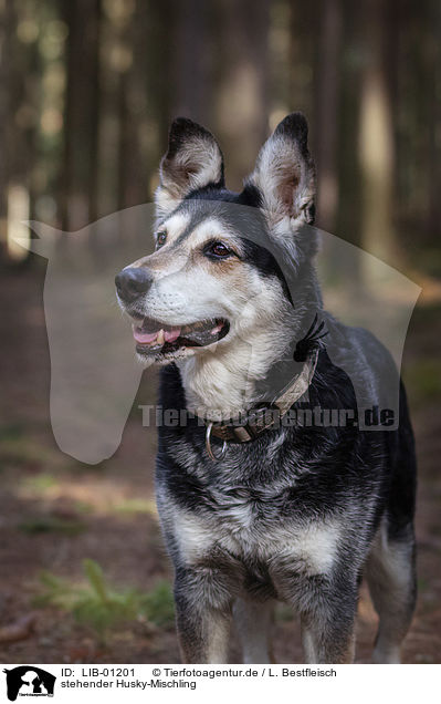 stehender Husky-Mischling / standing Husky-Mongrel / LIB-01201