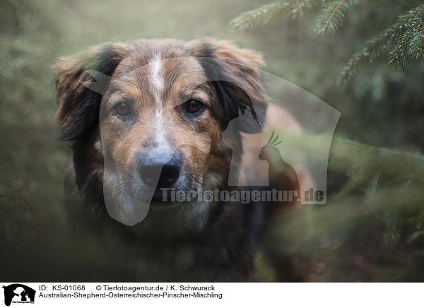 Australian-Shepherd-sterreichischer-Pinscher-Mischling / Australian-Shepherd-Austrian-Pinscher-Mongrel / KS-01068