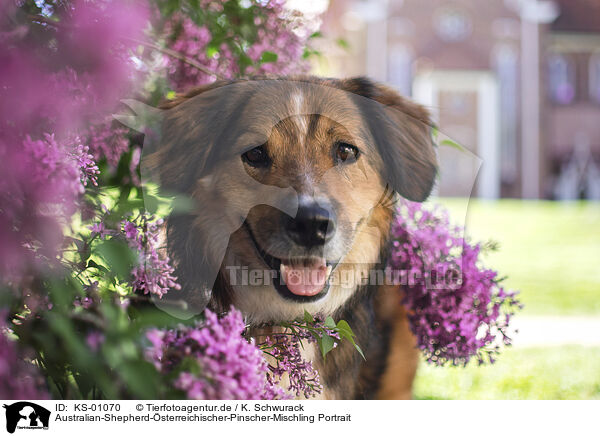 Australian-Shepherd-sterreichischer-Pinscher-Mischling Portrait / Australian-Shepherd-Austrian-Pinscher-Mongrel portrait / KS-01070