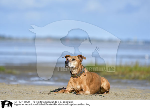 liegender American-Pit-Bull-Terrier-Rhodesian-Ridgeback-Mischling / lying American-Pit-Bull-Terrier-Rhodesian-Ridgeback-Mongrel / YJ-16020