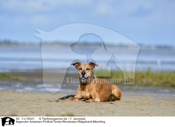 liegender American-Pit-Bull-Terrier-Rhodesian-Ridgeback-Mischling / lying American-Pit-Bull-Terrier-Rhodesian-Ridgeback-Mongrel / YJ-16021
