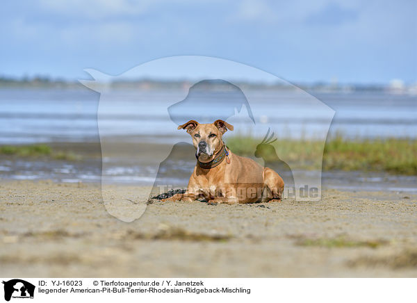 liegender American-Pit-Bull-Terrier-Rhodesian-Ridgeback-Mischling / lying American-Pit-Bull-Terrier-Rhodesian-Ridgeback-Mongrel / YJ-16023