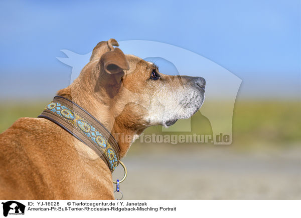 American-Pit-Bull-Terrier-Rhodesian-Ridgeback-Mischling Portrait / American-Pit-Bull-Terrier-Rhodesian-Ridgeback-Mongrel portrait / YJ-16028