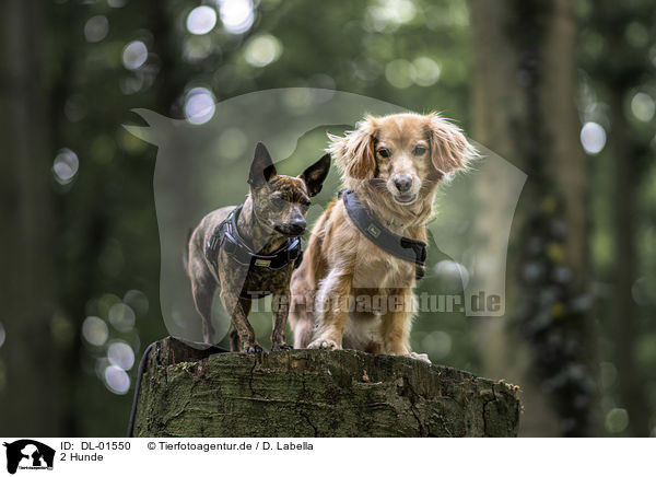 2 Hunde / 2 Dogs / DL-01550