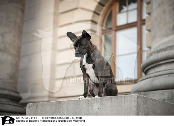 sitzender Basenji-Franzsische-Bulldogge-Mischling / sitting Basenji-French-Bulldog-Mongrel / KAM-01467