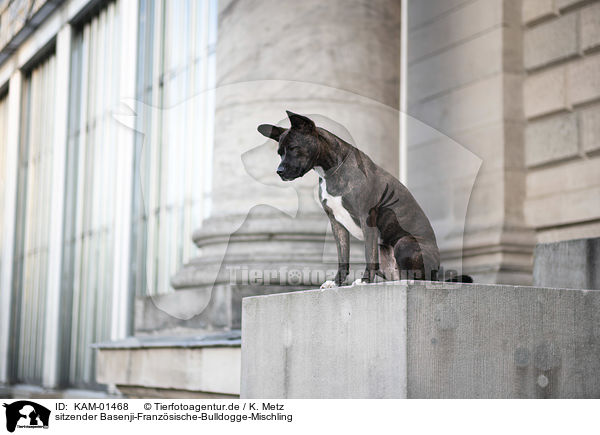 sitzender Basenji-Franzsische-Bulldogge-Mischling / sitting Basenji-French-Bulldog-Mongrel / KAM-01468