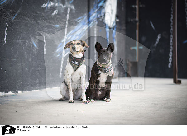 2 Hunde / 2 Dogs / KAM-01534