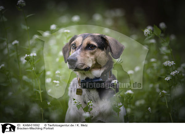 Bracken-Mischling Portrait / Bracke-Mongrel portrait / KAM-01692