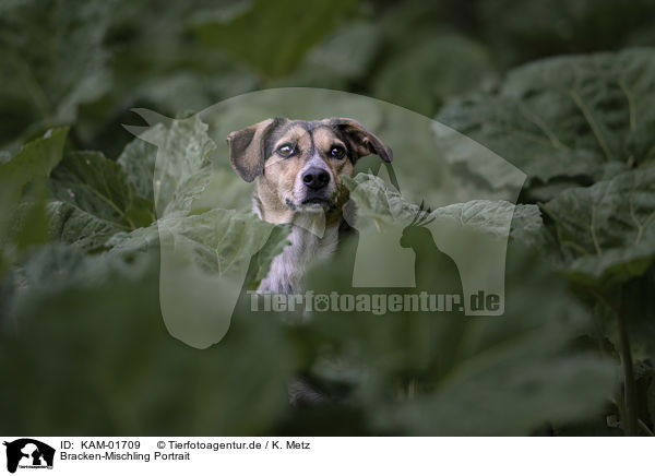 Bracken-Mischling Portrait / Bracke-Mongrel portrait / KAM-01709