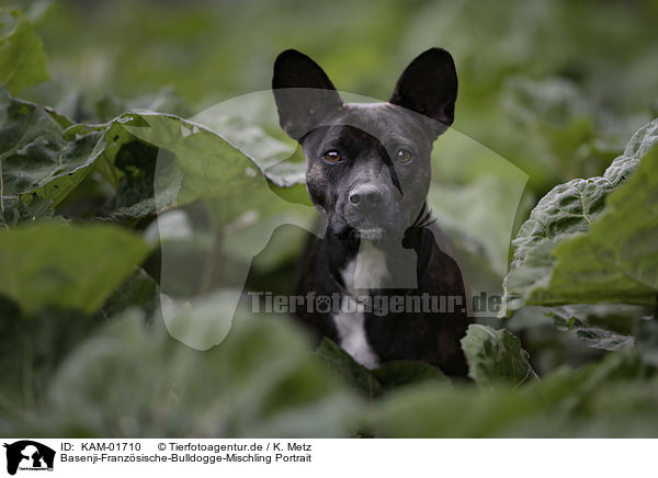 Basenji-Franzsische-Bulldogge-Mischling Portrait / Basenji-French-Bulldog-Mongrel portrait / KAM-01710