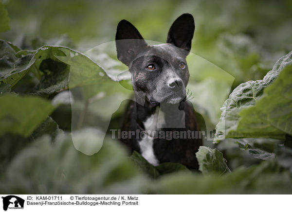 Basenji-Franzsische-Bulldogge-Mischling Portrait / Basenji-French-Bulldog-Mongrel portrait / KAM-01711