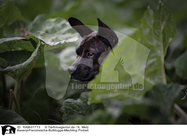 Basenji-Franzsische-Bulldogge-Mischling Portrait / Basenji-French-Bulldog-Mongrel portrait / KAM-01713