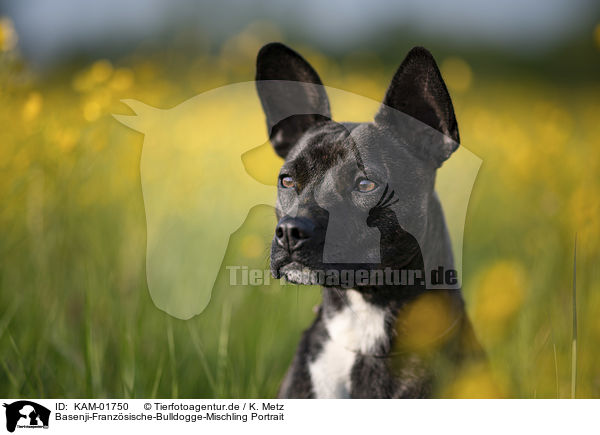 Basenji-Franzsische-Bulldogge-Mischling Portrait / Basenji-French-Bulldog-Mongrel portrait / KAM-01750