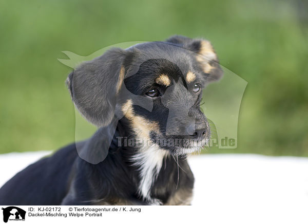 Dackel-Mischling Welpe Portrait / Dachshund-Mongrel Puppy portrait / KJ-02172