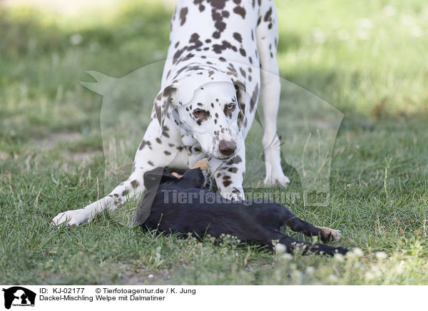 Dackel-Mischling Welpe mit Dalmatiner / Dachshund-Mongrel Puppy with Dalmatian / KJ-02177