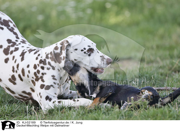 Dackel-Mischling Welpe mit Dalmatiner / Dachshund-Mongrel Puppy with Dalmatian / KJ-02189