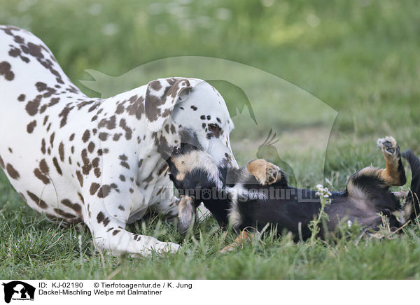 Dackel-Mischling Welpe mit Dalmatiner / Dachshund-Mongrel Puppy with Dalmatian / KJ-02190