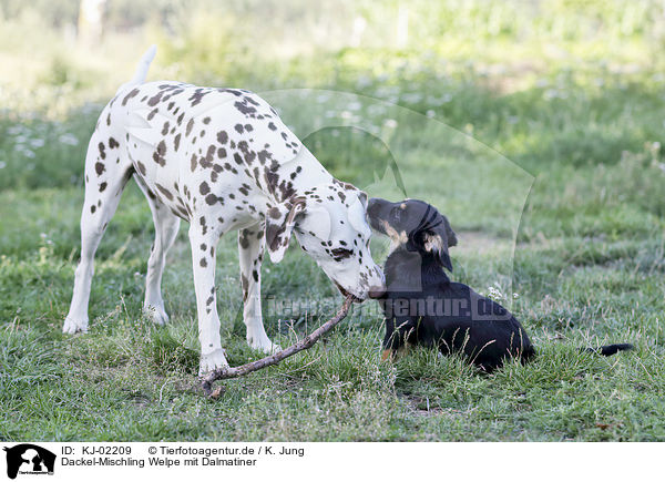 Dackel-Mischling Welpe mit Dalmatiner / Dachshund-Mongrel Puppy with Dalmatian / KJ-02209