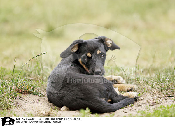 liegender Dackel-Mischling Welpe / lying Dachshund-Mongrel Puppy / KJ-02220