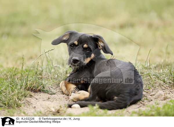 liegender Dackel-Mischling Welpe / lying Dachshund-Mongrel Puppy / KJ-02226