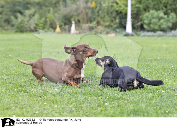 spielende 2 Hunde / playing 2 Dogs / KJ-02332