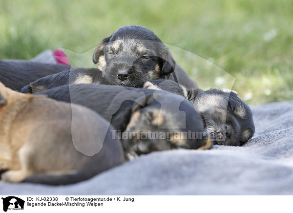 liegende Dackel-Mischling Welpen / lying Dachshund-Mongrel Puppies / KJ-02338